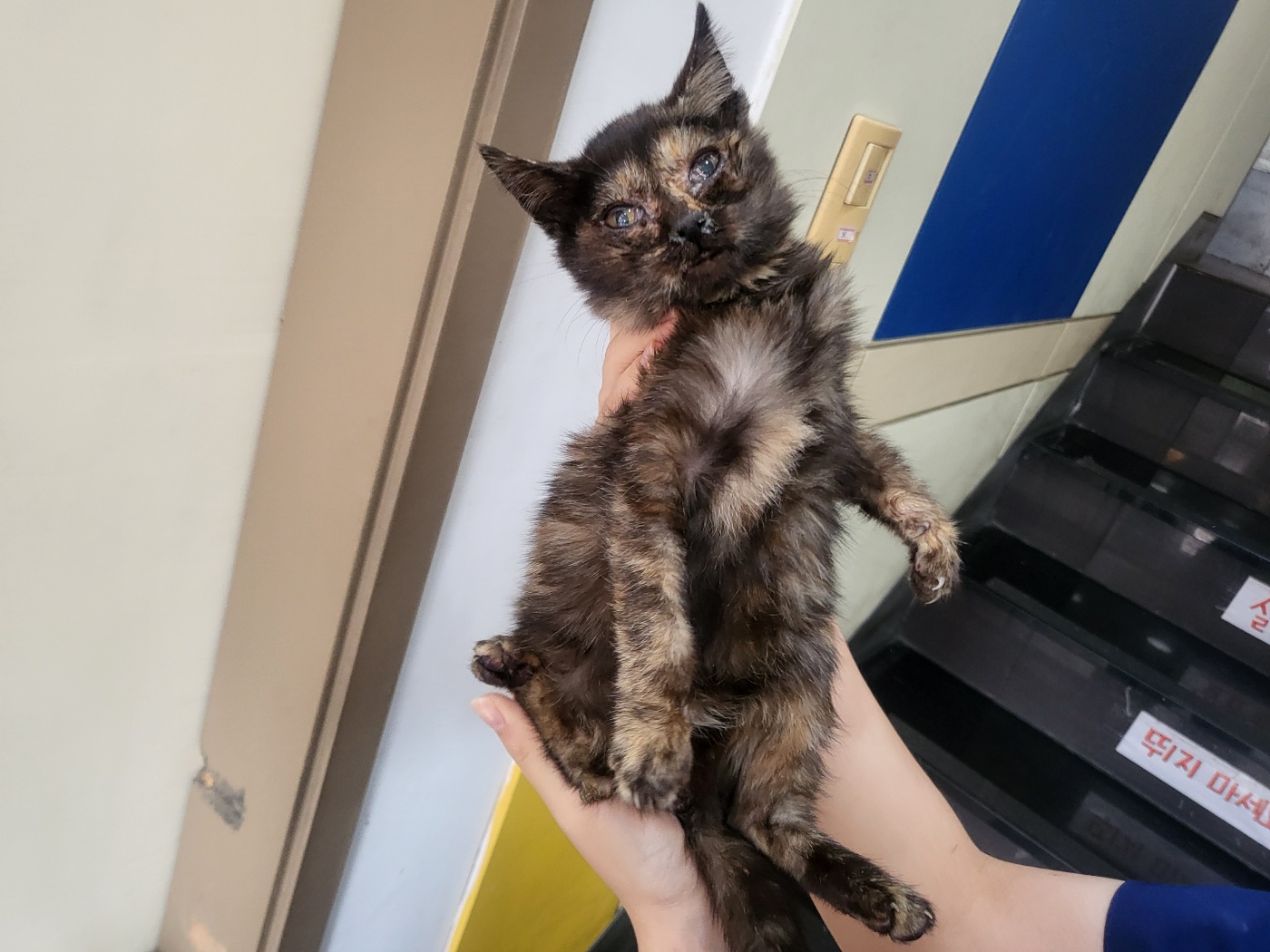 보호중 한국 고양이…